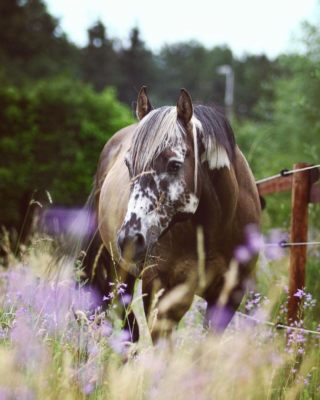 Pretty Horse